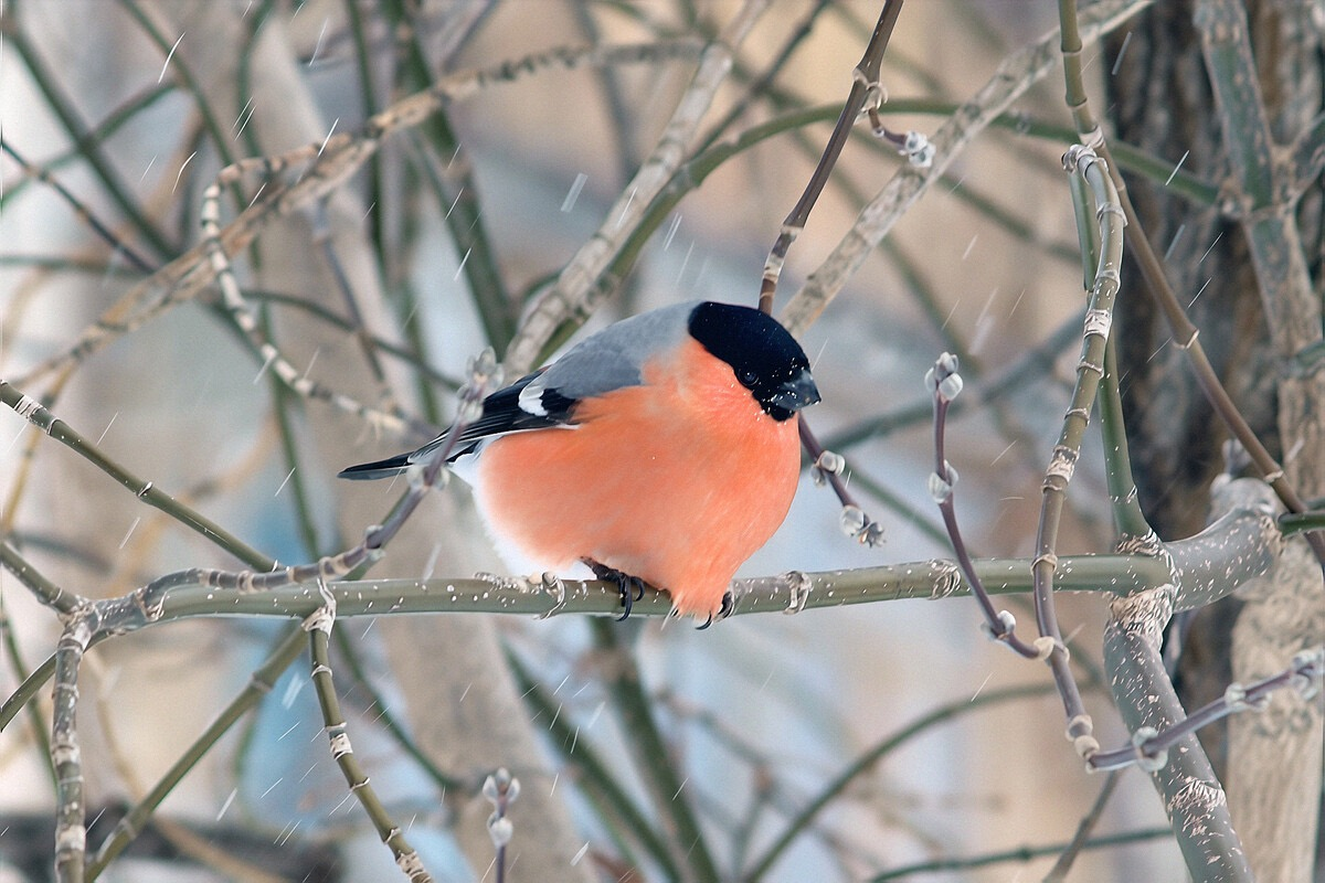 В нацпарке Башкирии сфотографировали 24 вида птиц, включая орлана-белохвоста