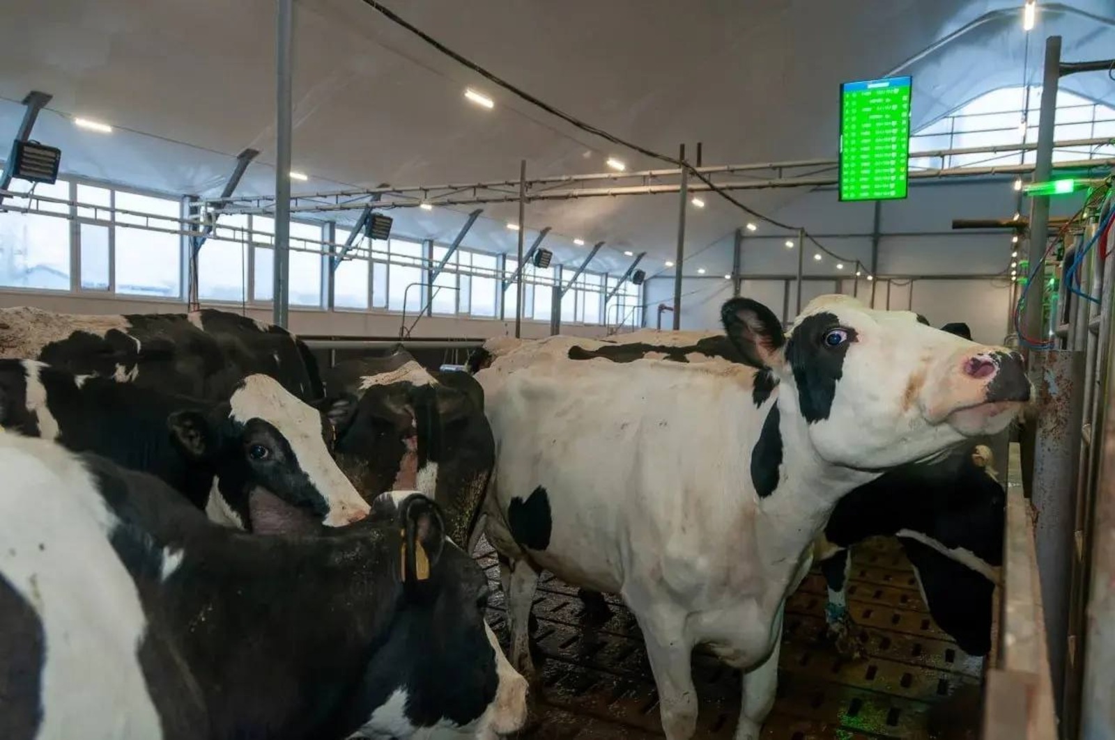 соцсети Радия Хабирова