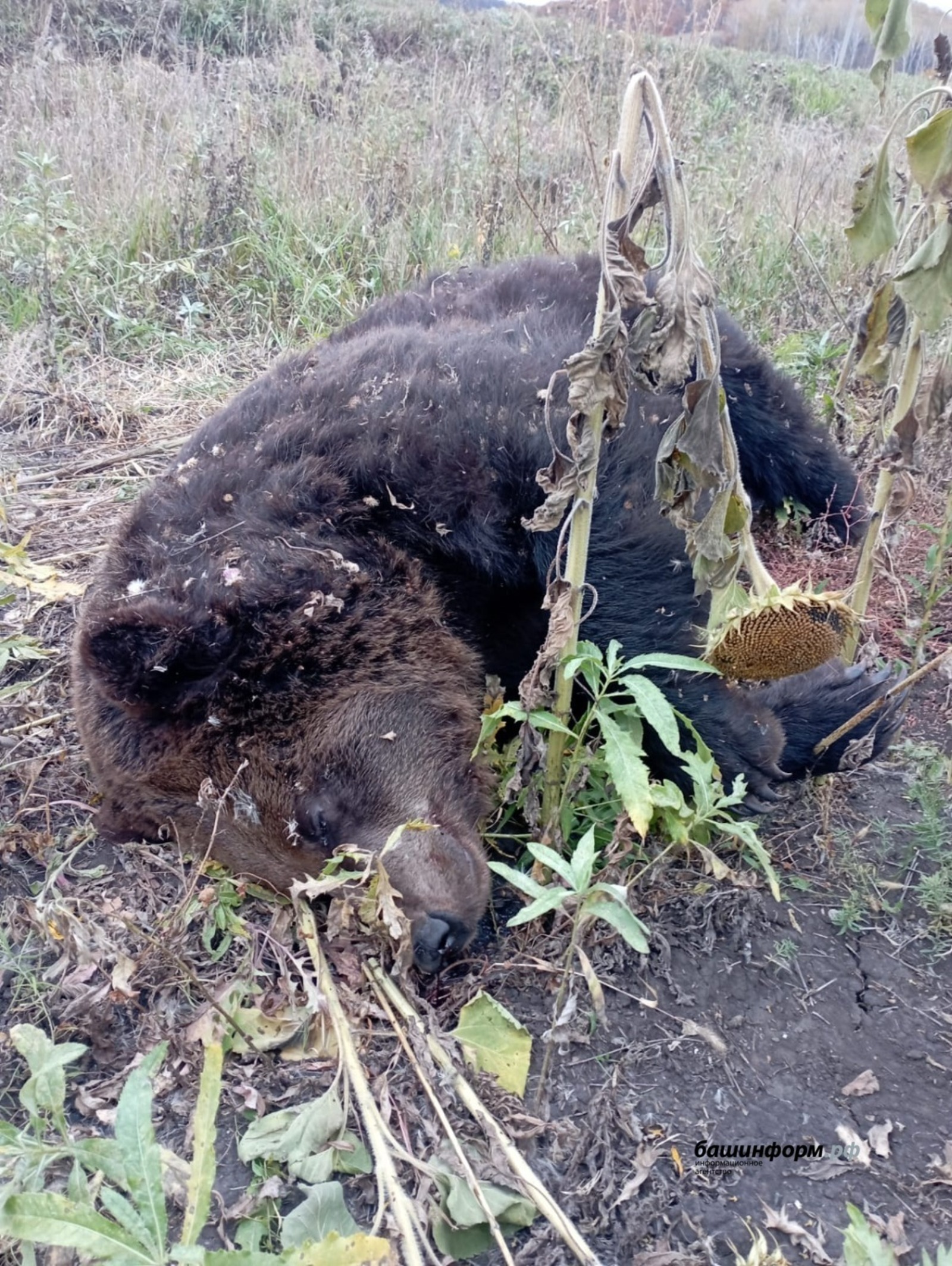 пресс-служба минэкологии РБ