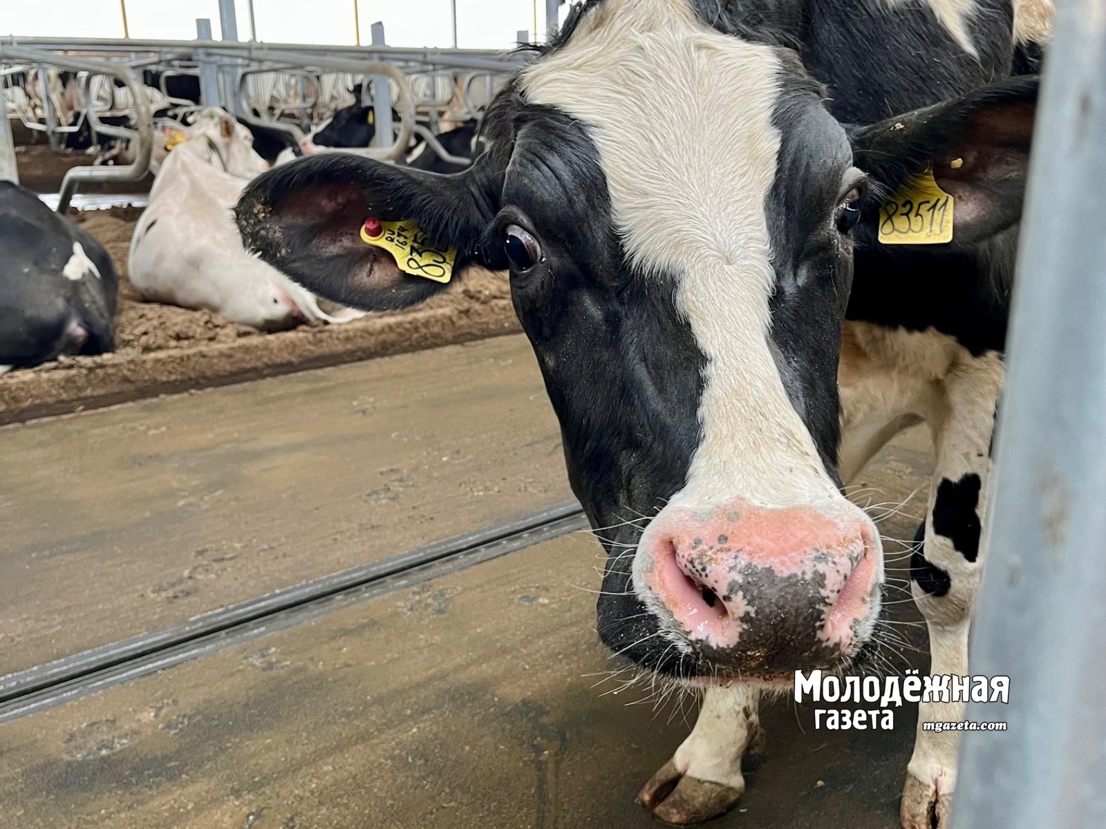 Башкирия усиливает контроль из-за угрозы пастереллеза и других болезней