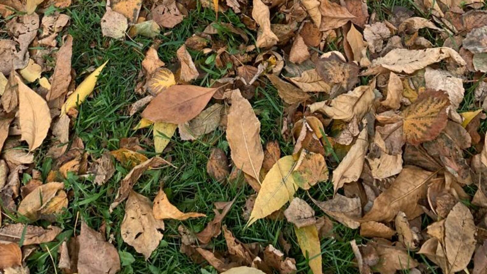 ЧП в Башкирии: разлив нефтепродуктов в Чишминском районе