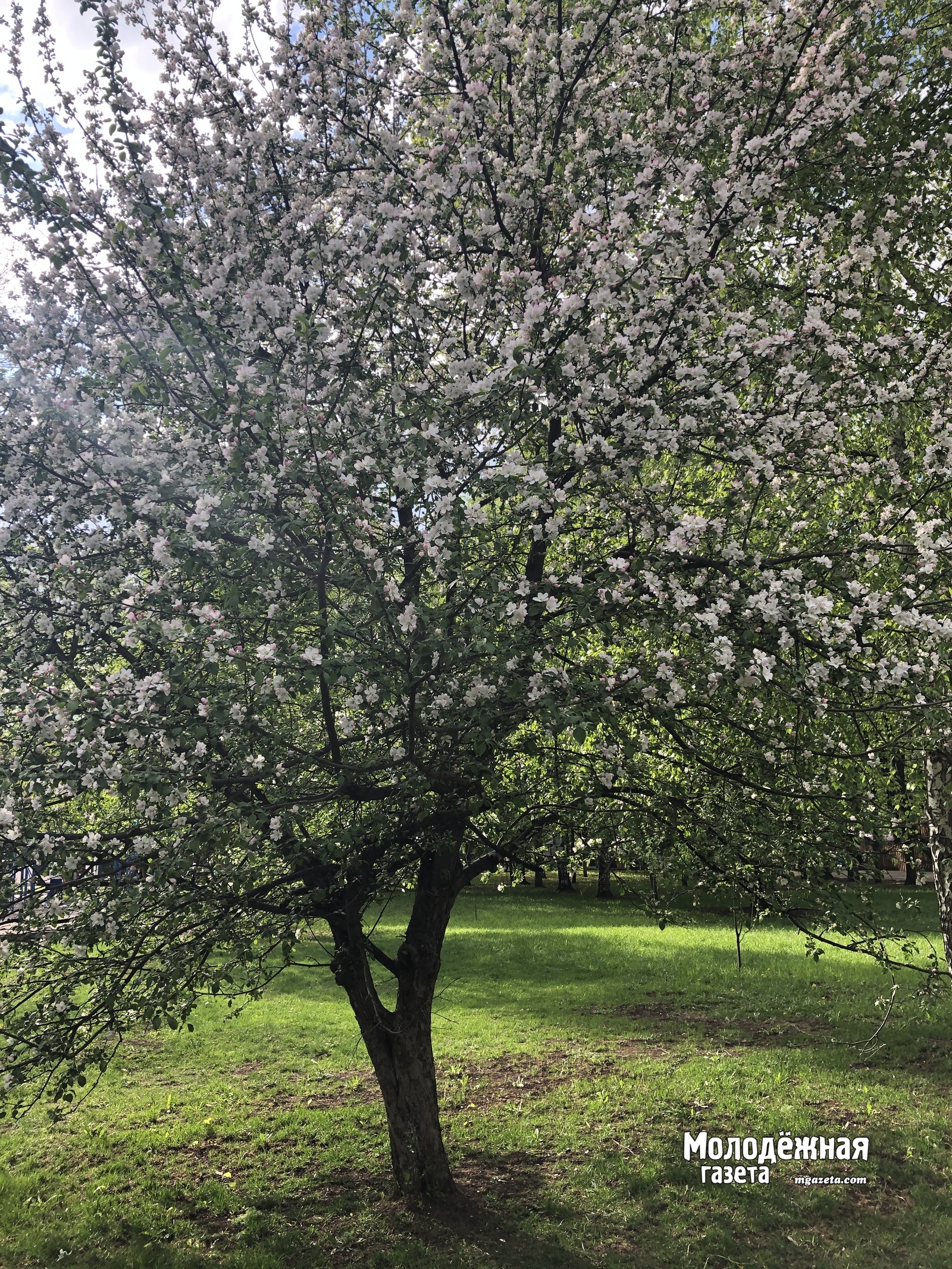 Социальное волонтерство станет обязательной частью школьной программы