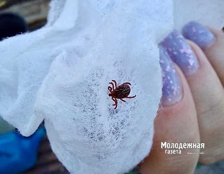 Более 700 жителей Башкирии стали жертвами клещей