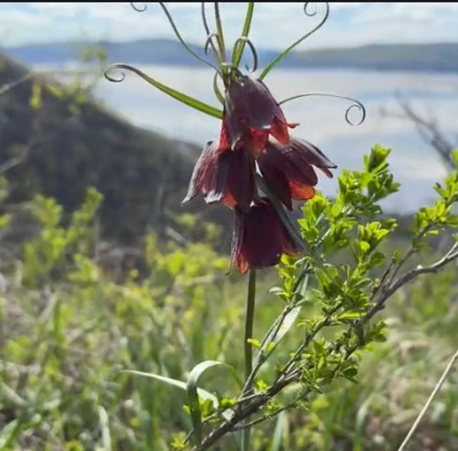 Фото: Скрин видео ВК Нацпарк "Башкирия"