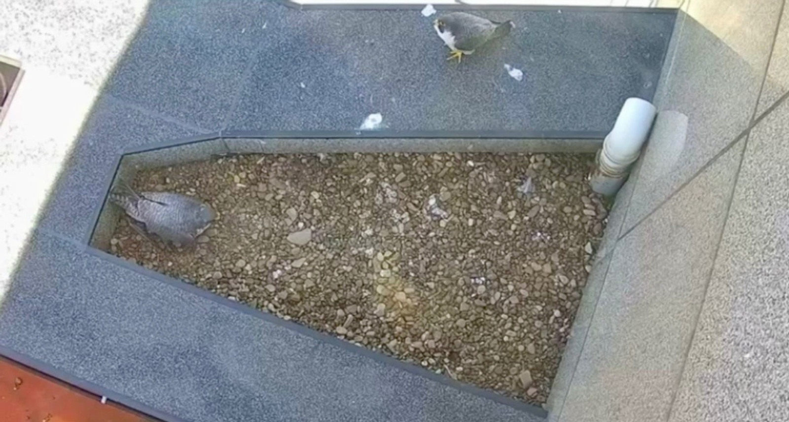 стоп-кадр трансляции  соцсети «Уралсиба»