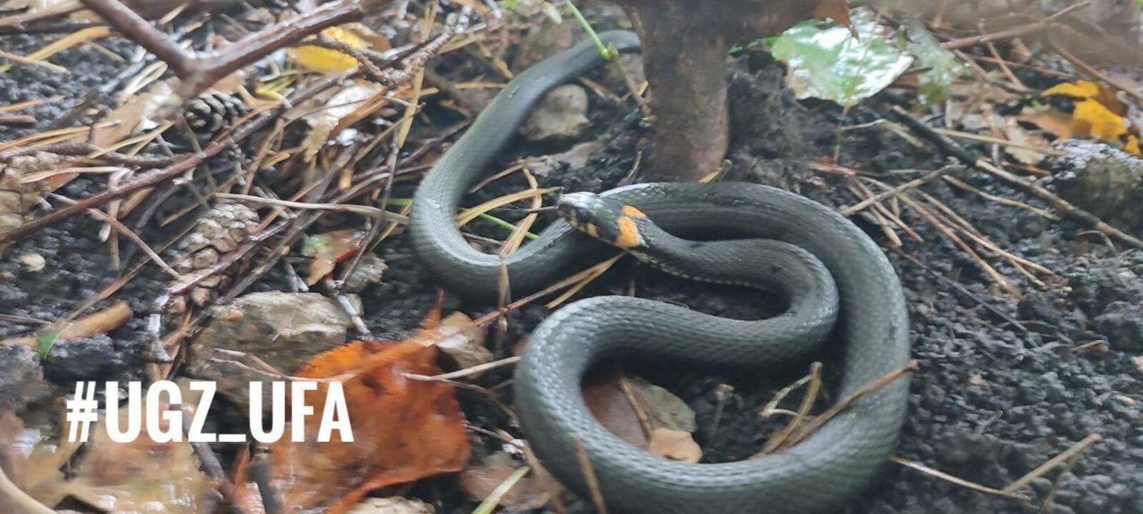 Уфимские спасатели вытащили змею из мясного магазина