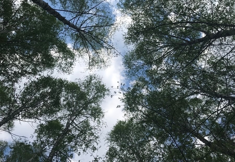 В Башкирии дерево упало на детей