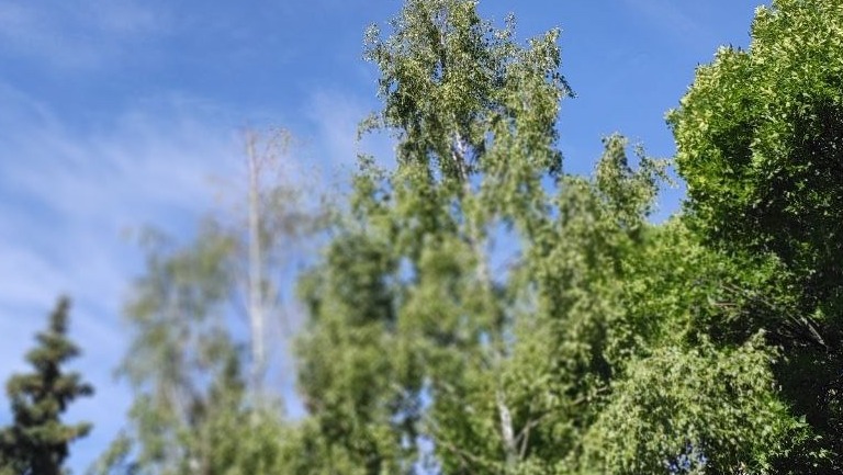 В Башкирии непарный шелкопряд снова угрожает лесам