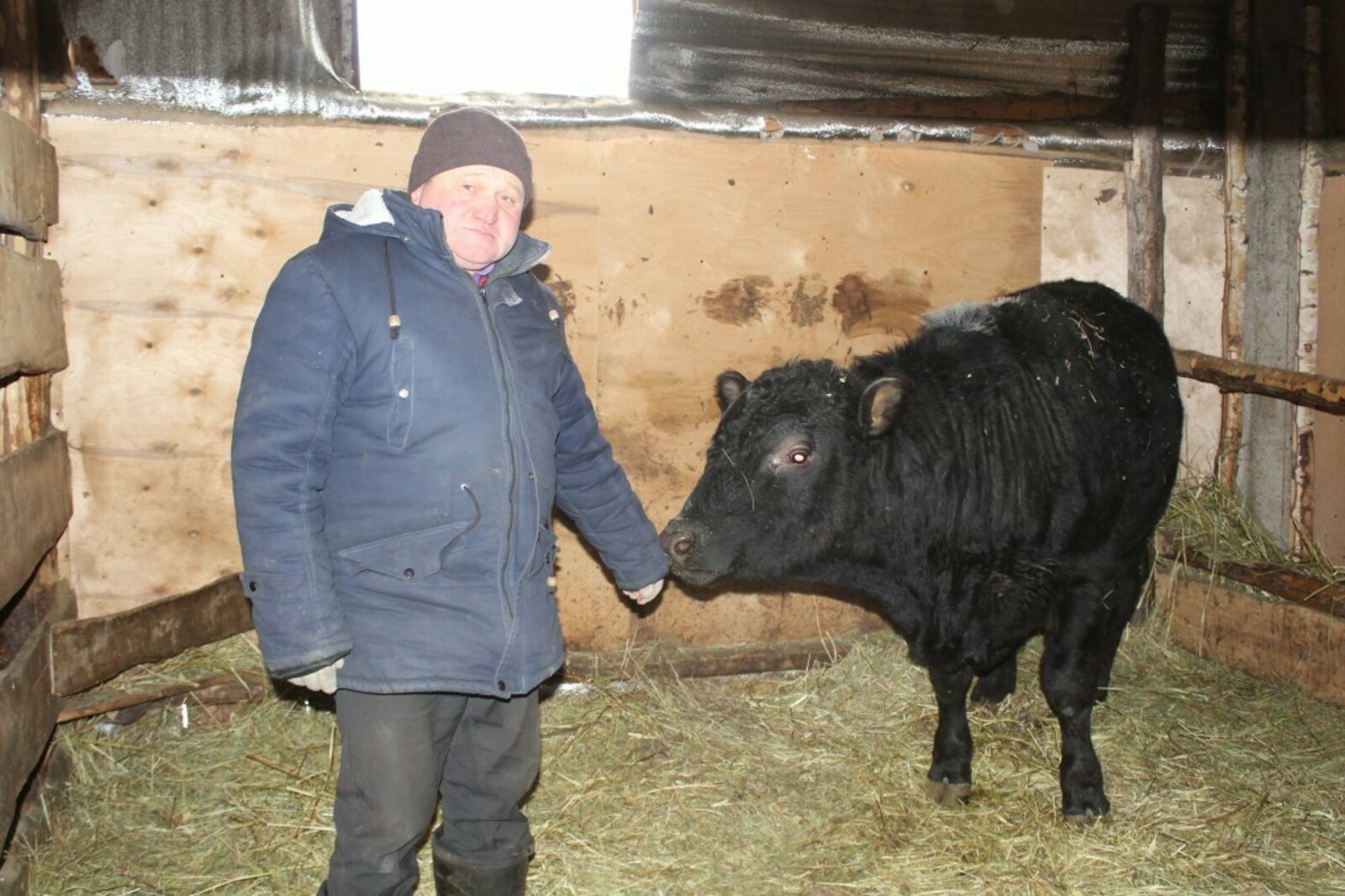 «Агростартап» помог белокатайскому фермеру Мансуру Талипову заняться разведением новой породы скота