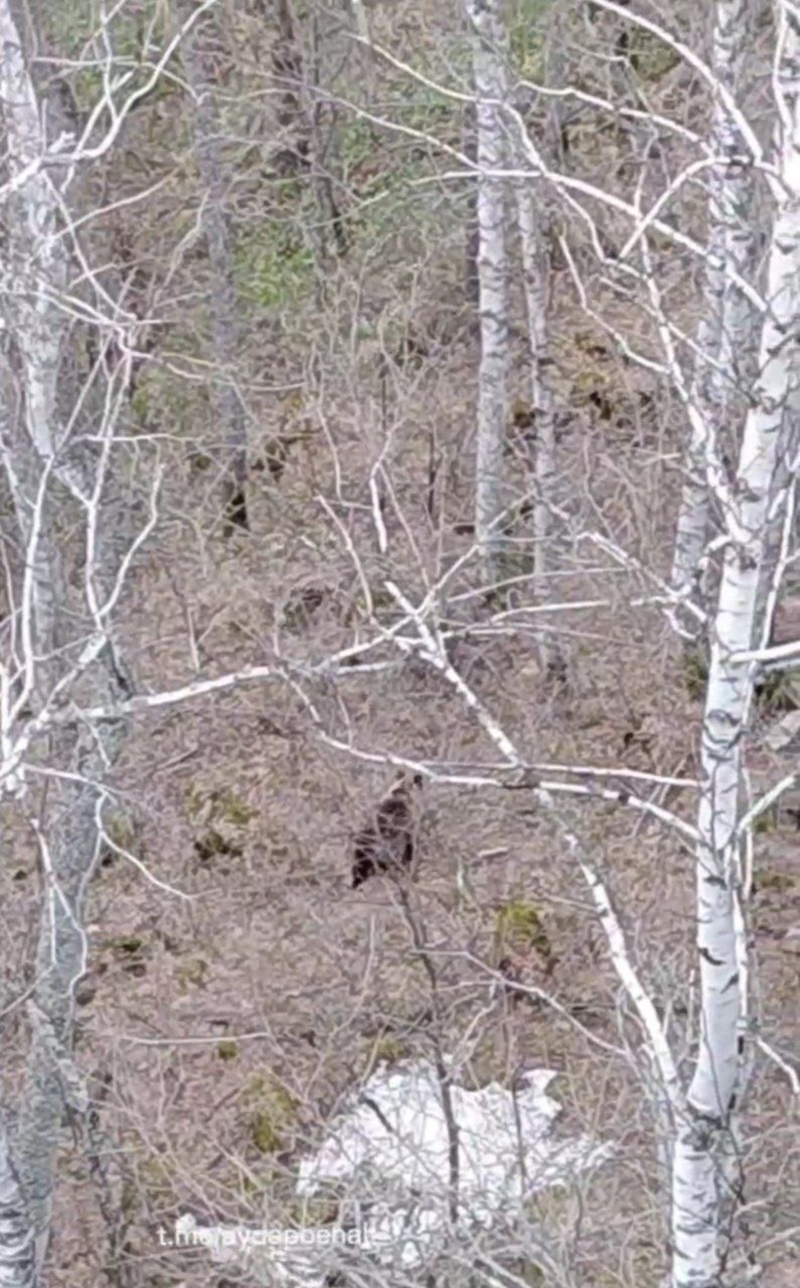 Скриншот видео