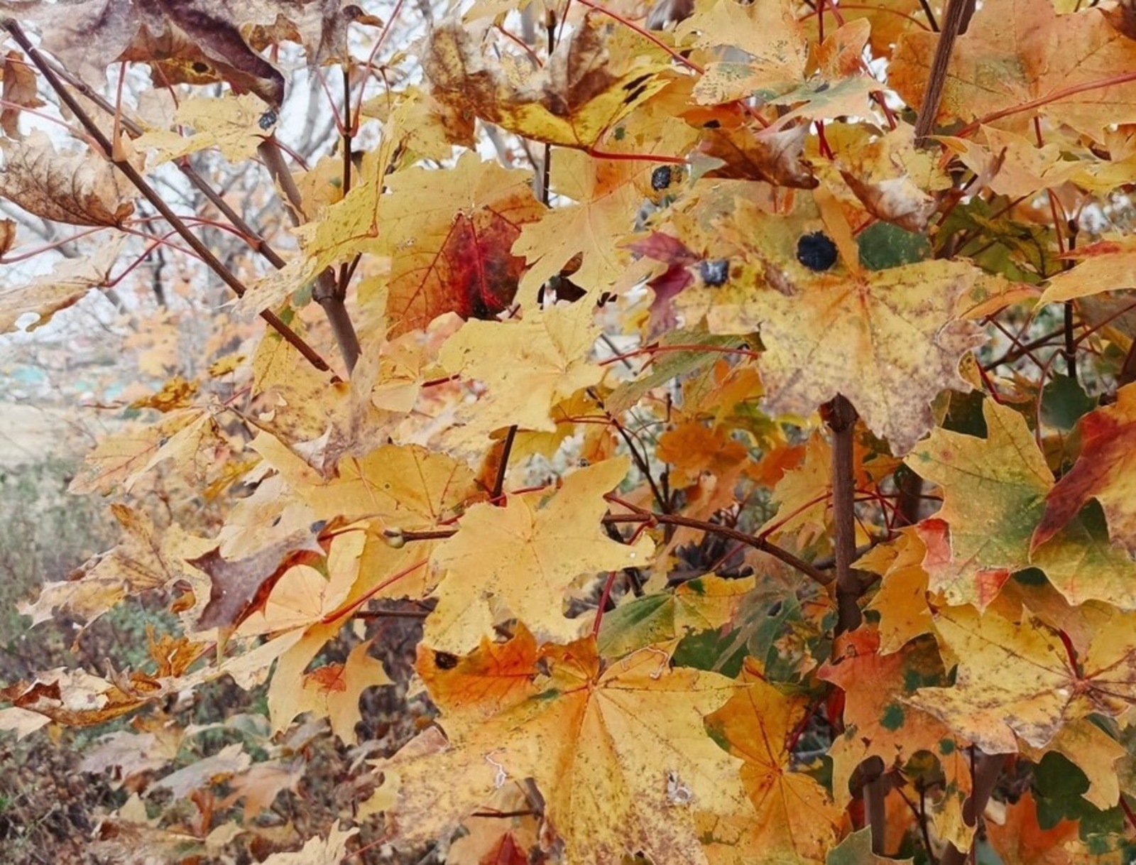 Розалия Хисаева fotobank02.ru