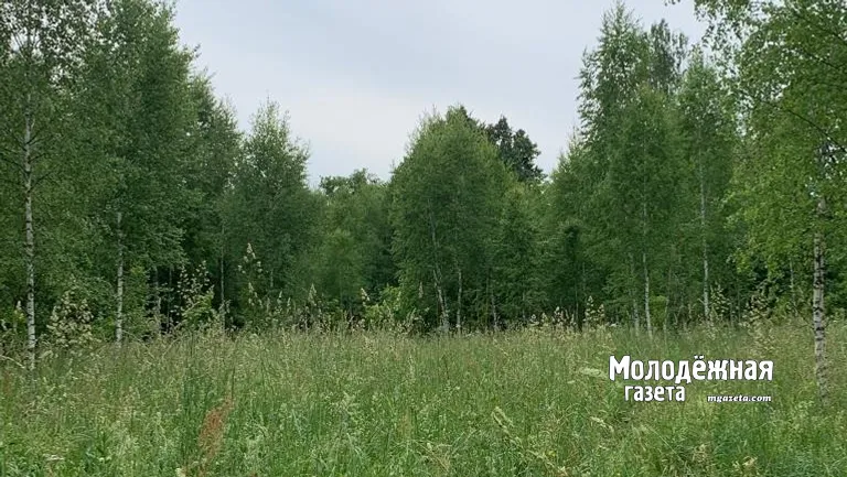 В лесах Башкирии действует особый режим  штрафы до 2 млн рублей