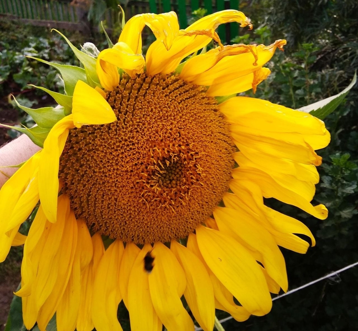 Башкирия начала экспортировать подсолнечное масло в Китай