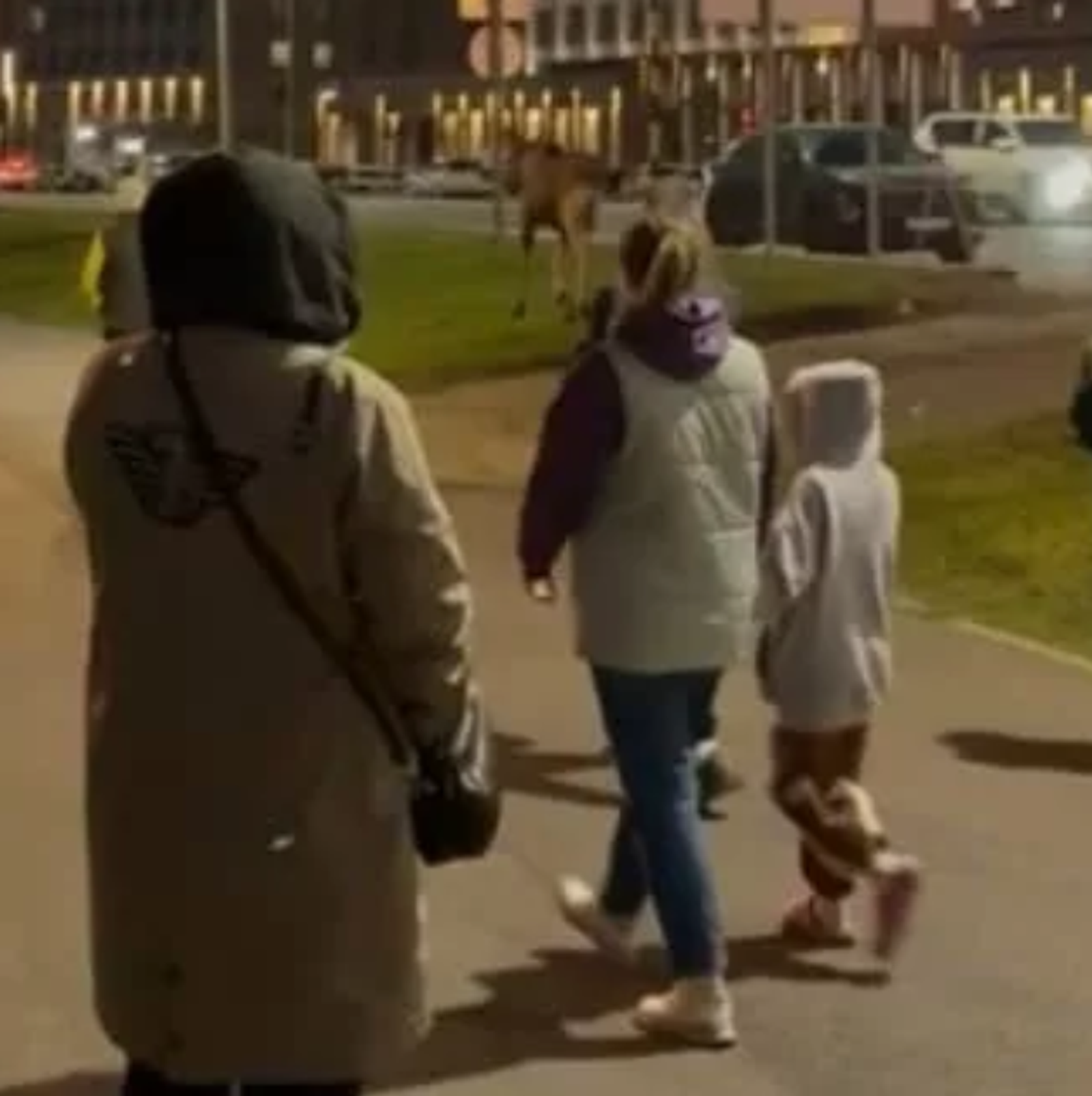 В жилой район Уфы забрел лось