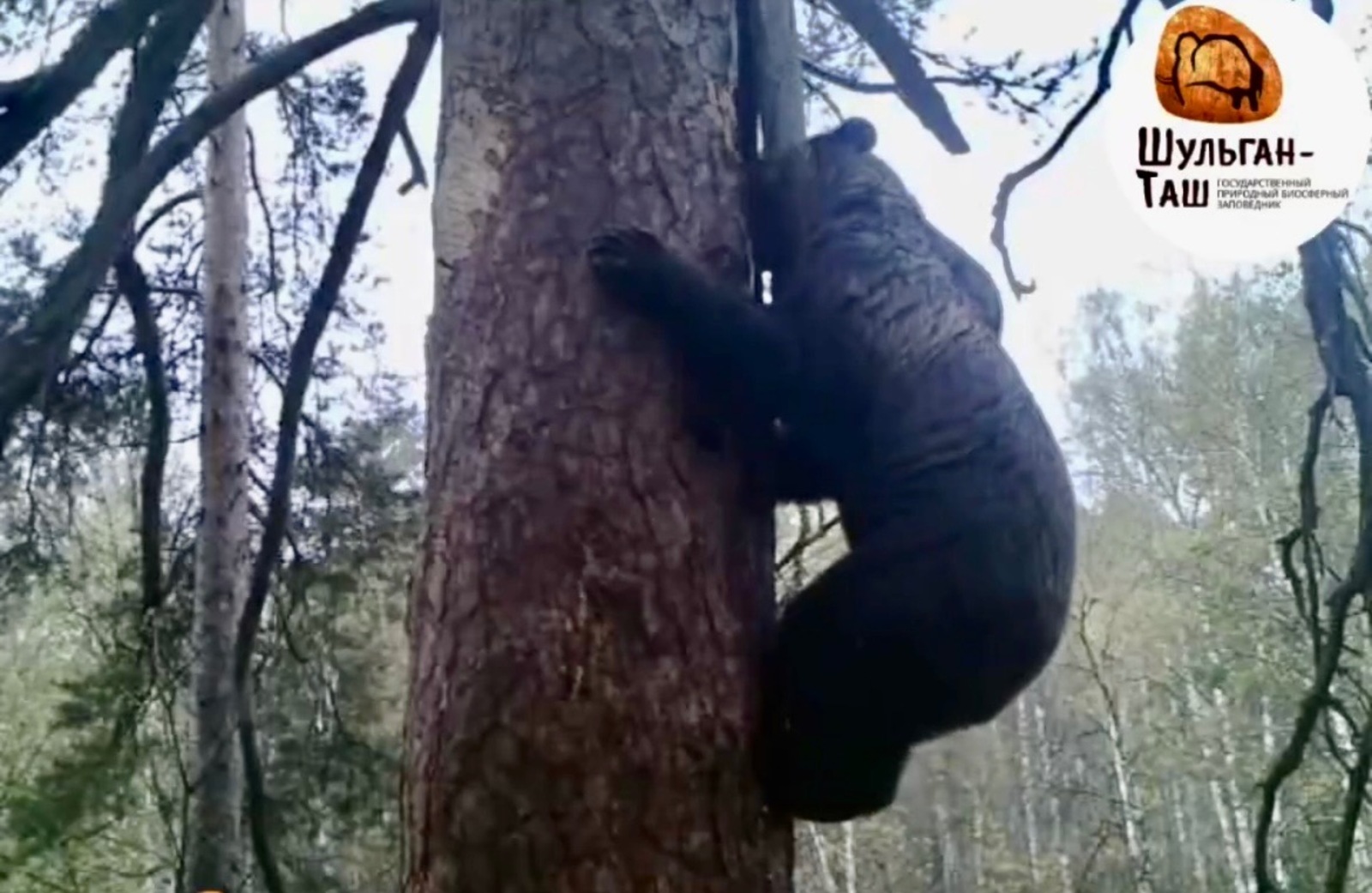 заповедник «Шульган-Таш»