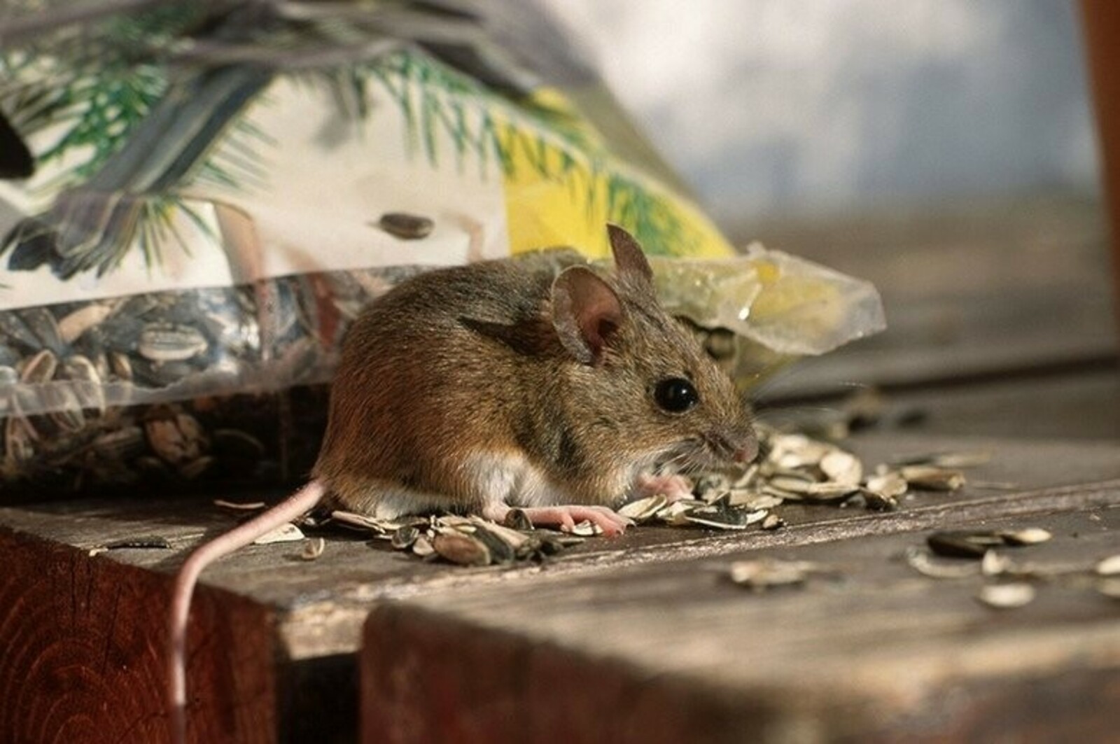 В Башкирии за неделю 16 человек заболели мышиной лихорадкой