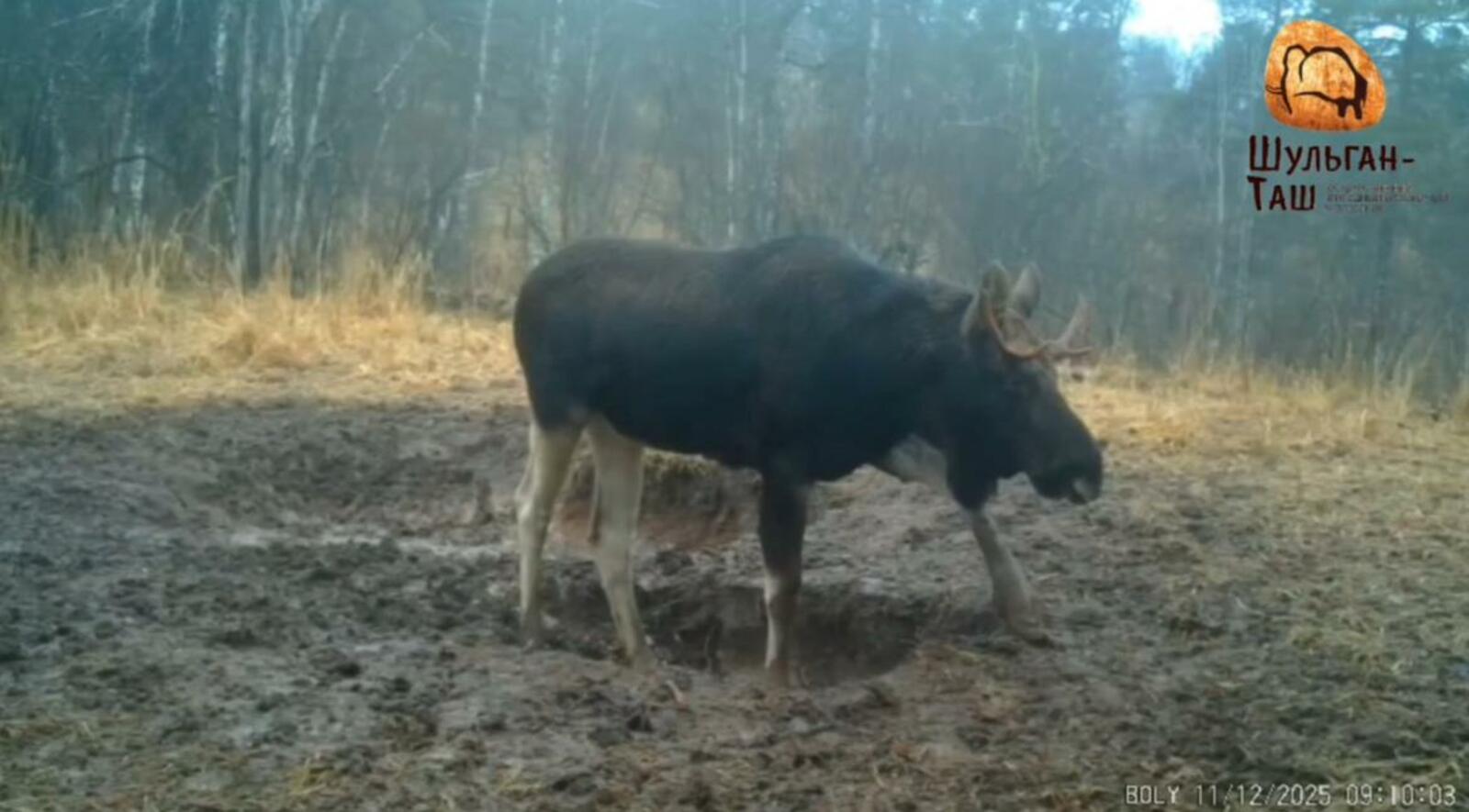 В заповеднике «Шульган-Таш» обнаружен необычайно трудолюбивый лось