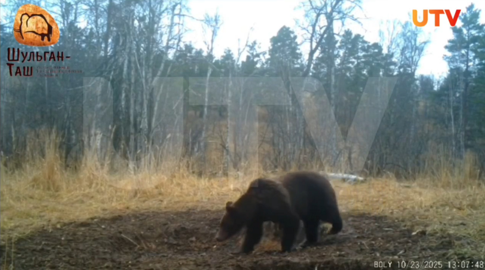 скриншот видео