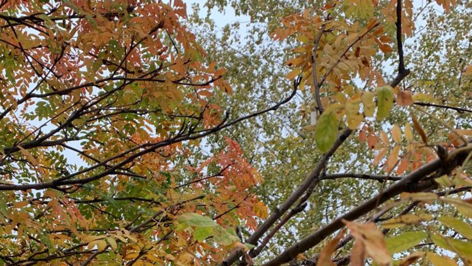 В Башкирии подвели итоги осенней акции «Зеленая Башкирия»