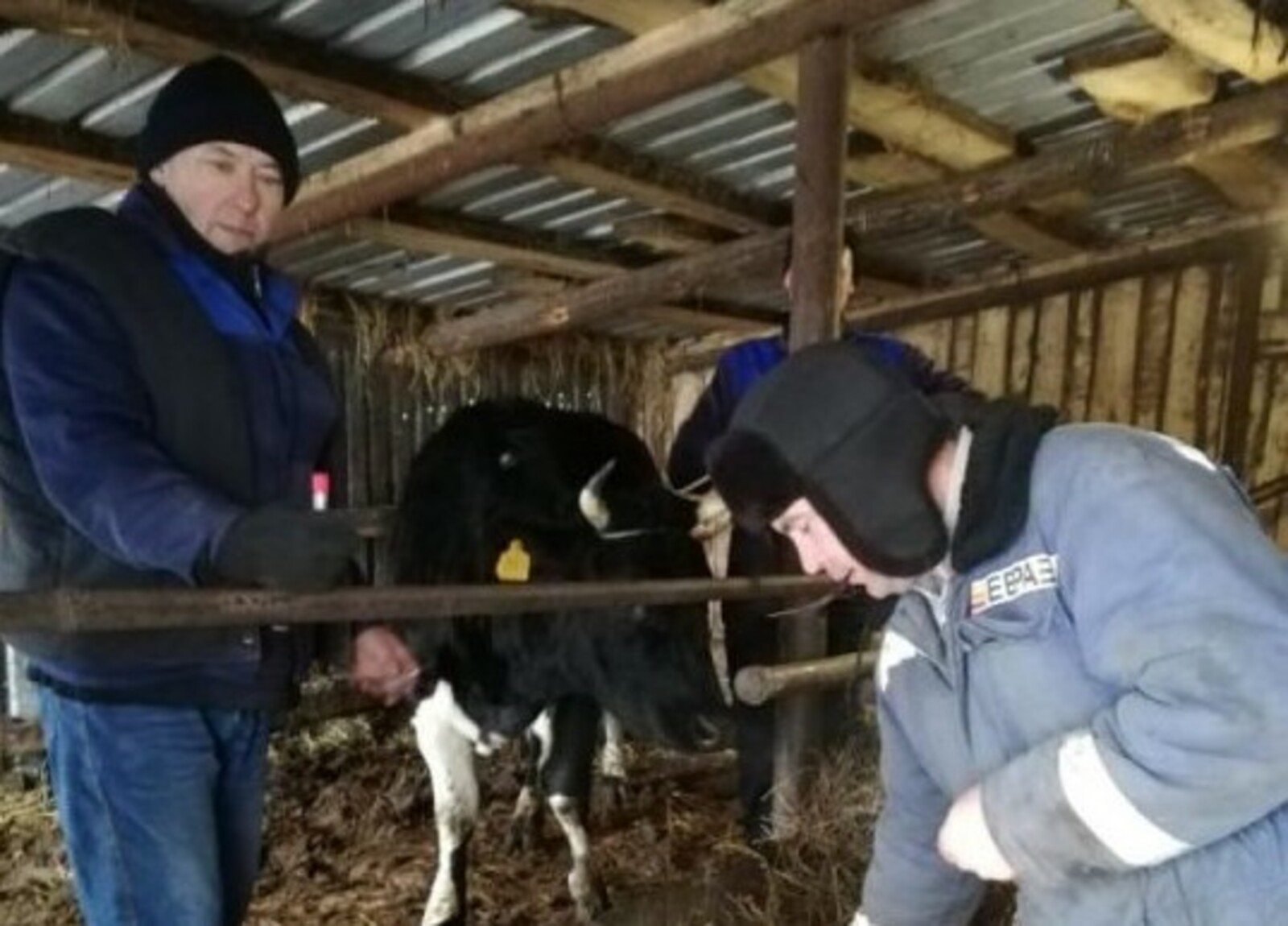 «Агорстартап» помог чекмагушевскому фермеру укрепить бизнес в животноводстве