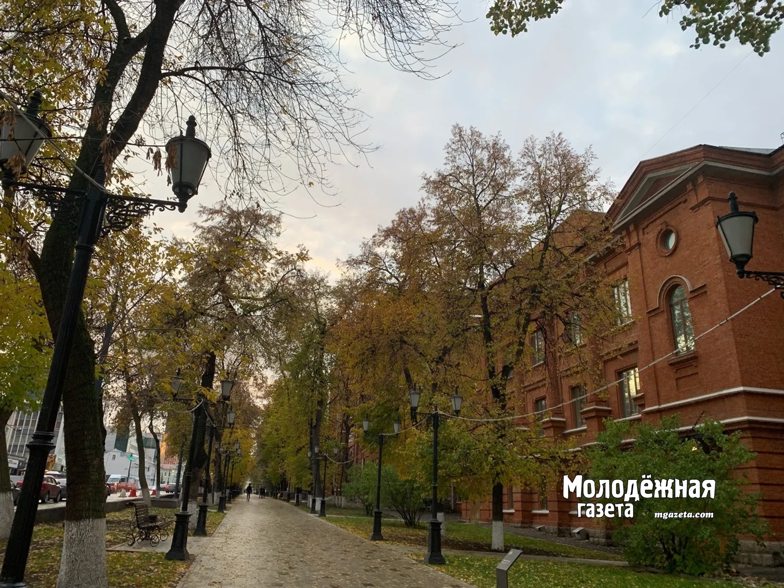 Уфимские деревья: диагностика, замена тополей и цифровой учёт зелёных насаждений