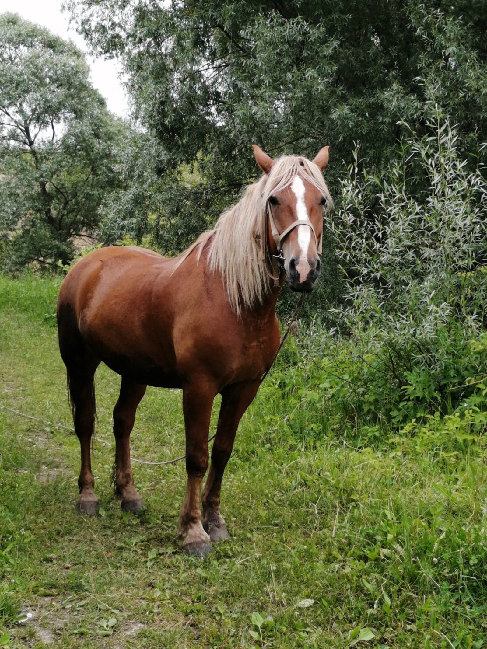 Нурзия Хасанова  Лучница из Узбекистана отметила доброту лошадей башкирской породы