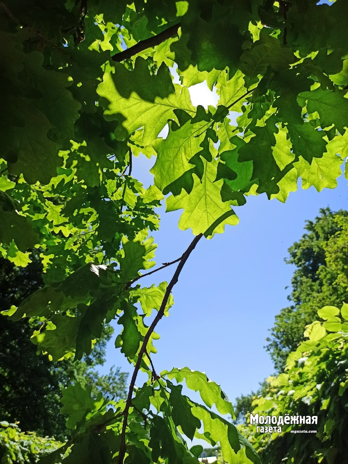 Башкирия получит 278 миллионов рублей в рамках проекта Сохранение лесов