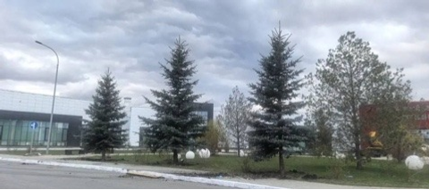 Вице-премьер Башкирии Ирек Сагитов передал три ели в ковид-госпиталь