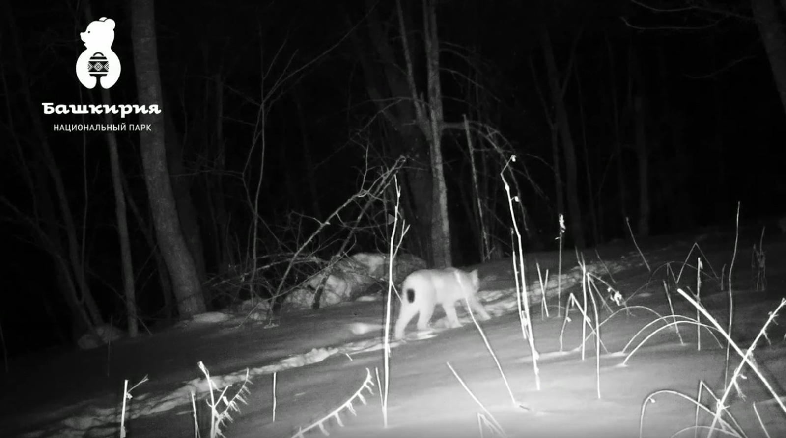 Фото: скрин видео тг-канала Национальный парк «Башкирия»