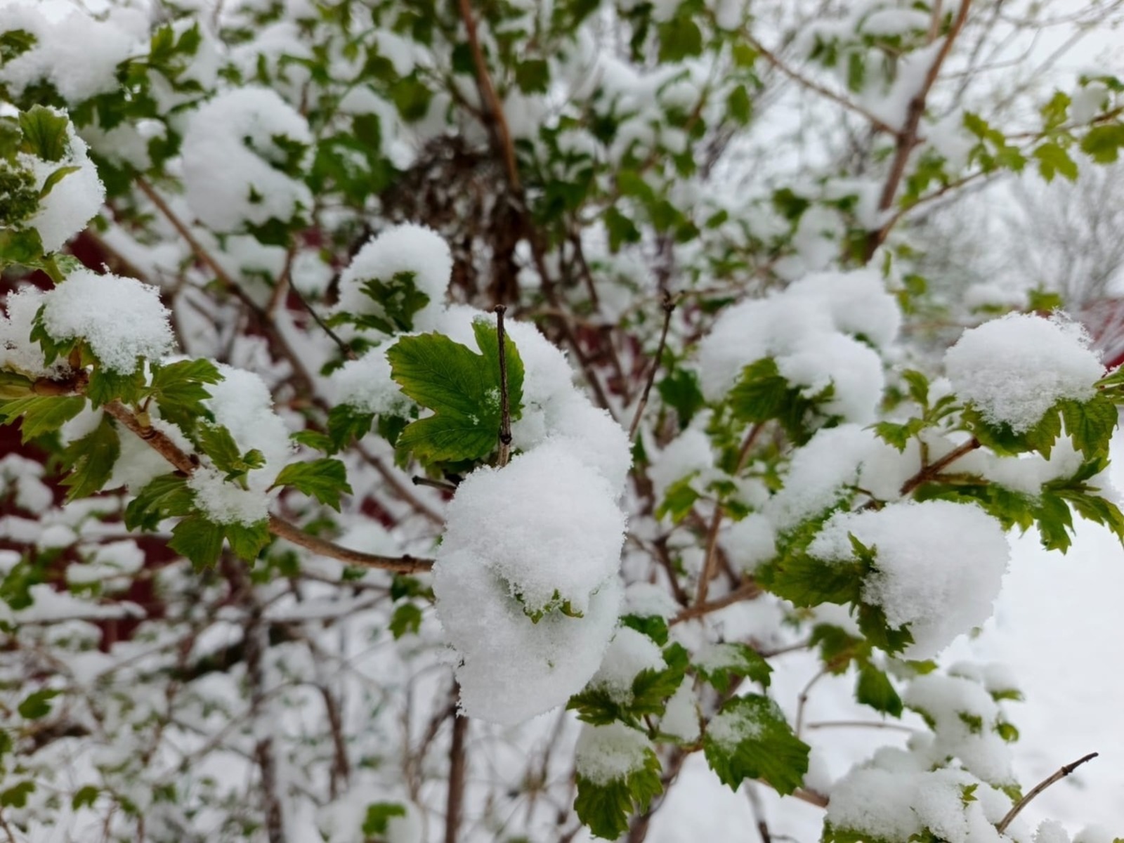 Розалия Хисаева fotobank02.ru