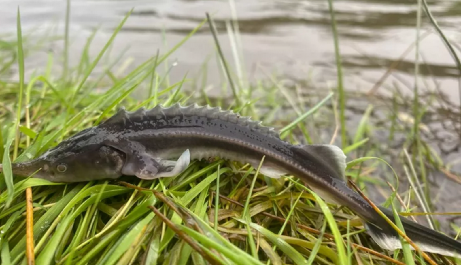 Предприятия Башкирии продолжают восполнять популяции рыбы в водоемах республики