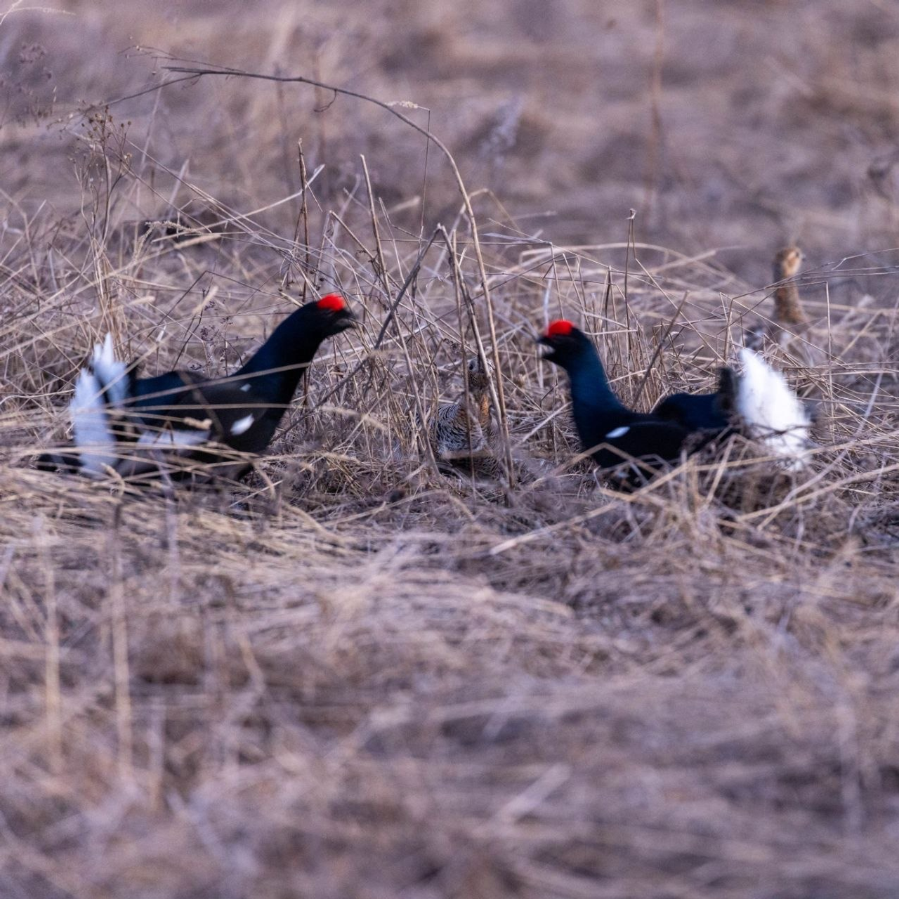В нацпарке Башкирии тетерева потеряли головы от любви