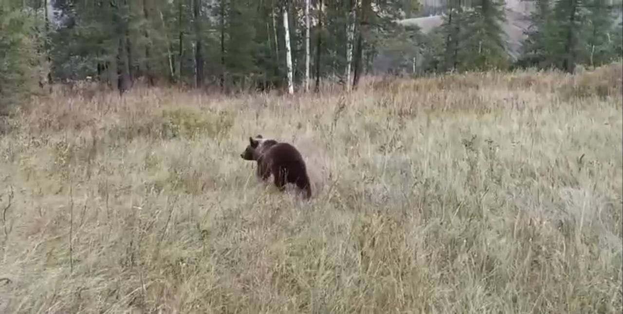 В Башкирии охотник выходил медвежонка-сироту и выпустил на волю