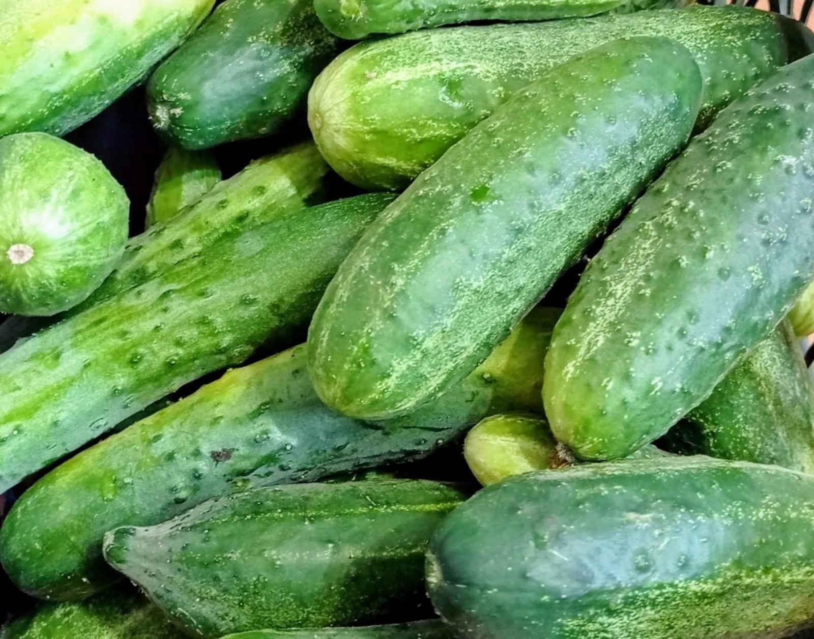 Розалия Хисаева fotobank02.ru