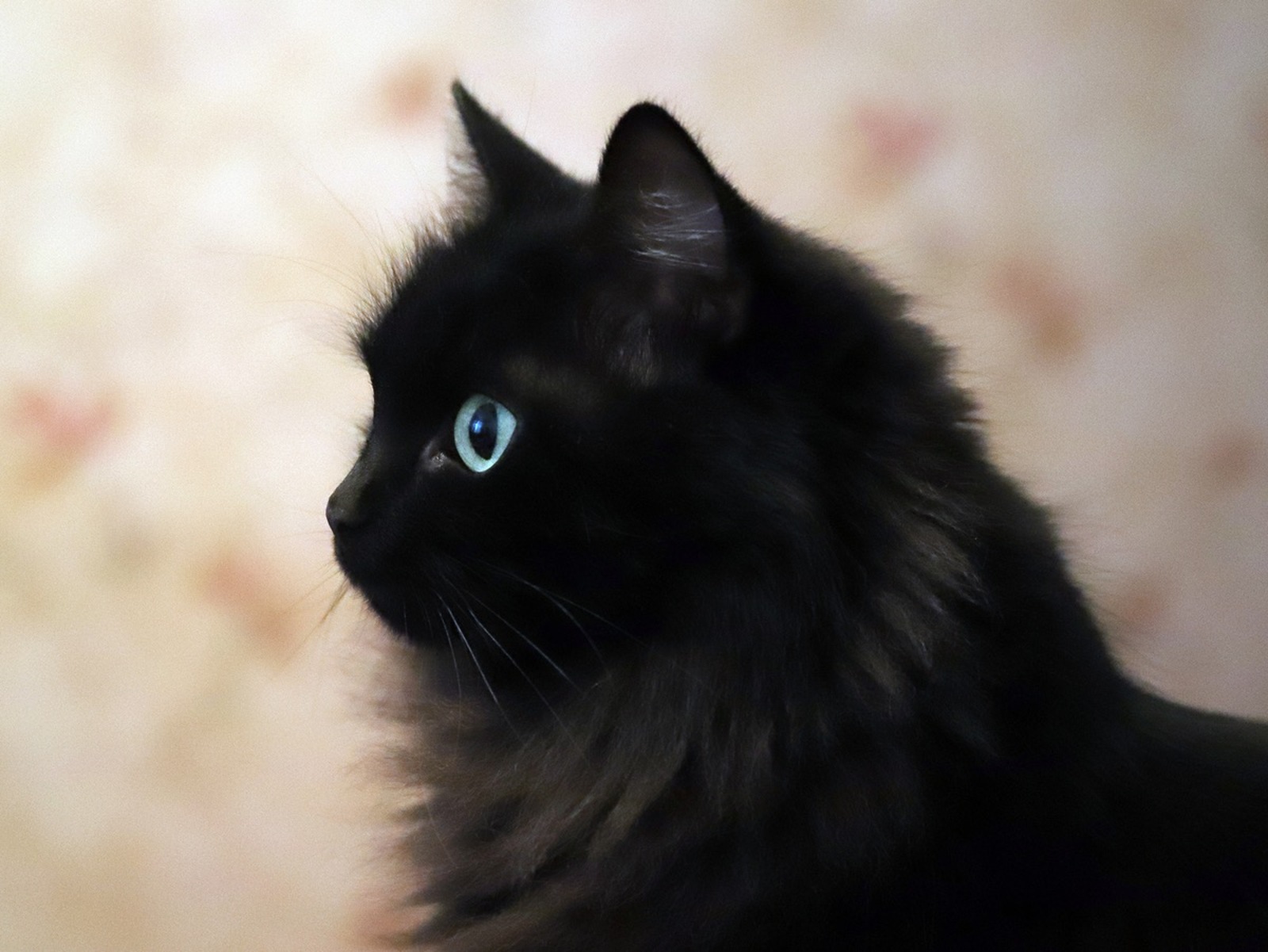 Александр Королев fotobank02.ru